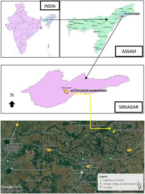 Nano-functionalization and evaluation of antimicrobial activity of Tinospora cordifolia against the TolB protein of Pseudomonas aeruginosa – An antibacterial and computational study